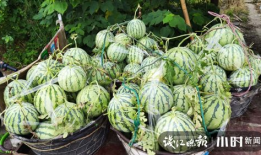 盐城吃瓜爆料是真的吗,真相揭秘，是真是假？